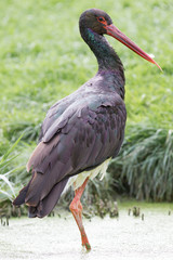 Schwarzstorch (Ciconia nigra)
