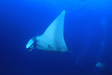 Oceanic Manta Ray