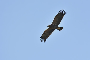 Lesser Spotted Eagles (Aquila pomarina), Crete	