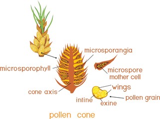 Structure of male pollen cone of Pinus and yellow pollen grain with titles