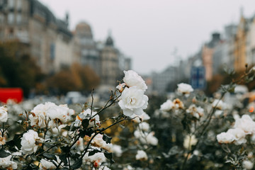 Roses in Václav Havel Square