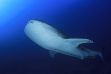 Whale Shark