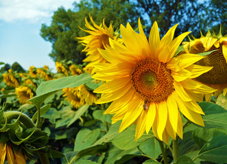 Honney bee on sunflower. close-up, summer floral natural background.