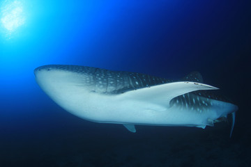 Whale Shark