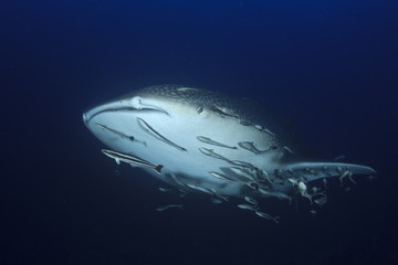 Fototapeta na wymiar Whale Shark