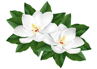 White magnolia flowers. Realistic vector illustration isolated on white background.