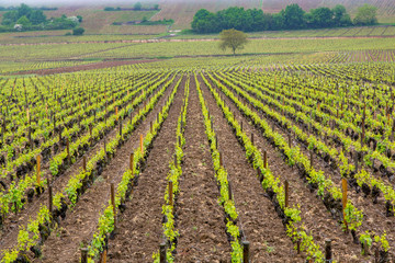 Parallel Rows of New Vines in Spring, Bougogne France