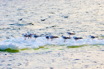  feathered seagulls floating on an ice floe along the river