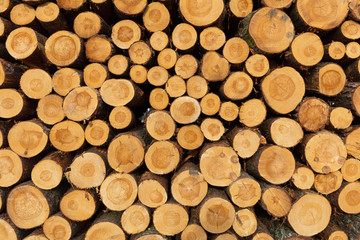 gestapelte Holzstämme Holzwirtschaft Feuerholz Holztextur Textur Hölzer Stämme Äste Holz Stamm Holzstamm Holzanbieter Rodung roden abholzen abholzung kaminholz fällen fällung gefällt Baumfällung 