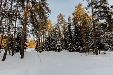 the setting sun shines through the spruce branches