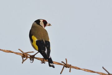 European Goldfinch (Carduelis carduelis), Greece