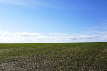Fototapeta na wymiar green wheat field and the blue sky with clouds
