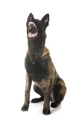 belgian shepherd malinois