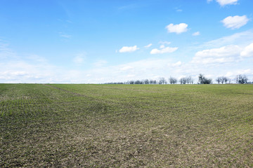 green wheat field with trees and the blue sky with clouds