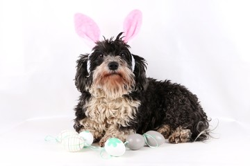 easter havanese is lying in the studio with decoration and bunny ears