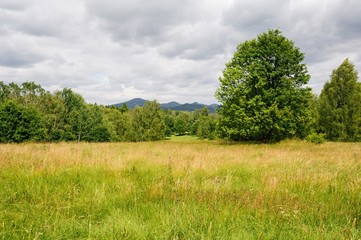 Beautiful green landscape with meadow, trees and sky