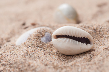 Fototapeta na wymiar closeup of seashell on the beach