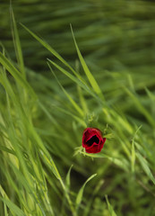 A Red Anemone