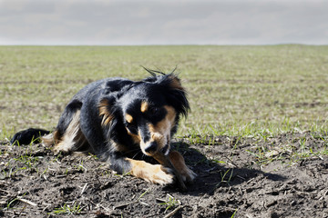 Young dog/puppy on a green wheat spring/summer field