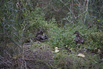 Mallorca island landscape, Spain