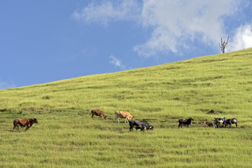 Cattle grazing on green grass hill