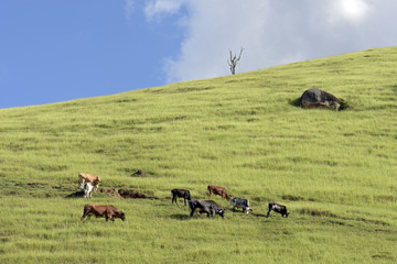 Cattle grazing on green grass hill