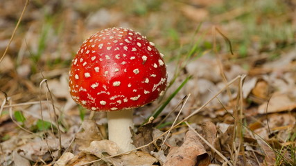 Young amanita, new and clean