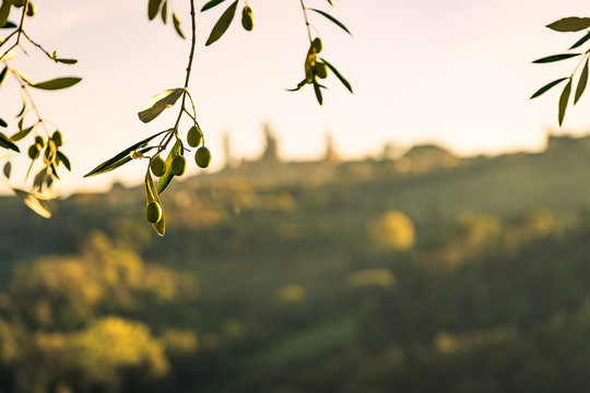 olivo e i suoi frutti