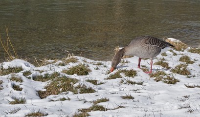 Goose eating on a meadow at a river in winter