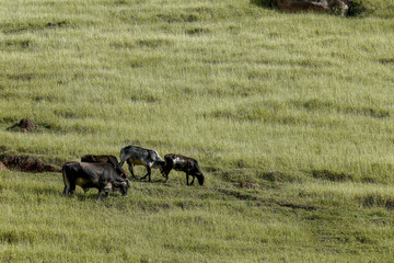 Cattle grazing on green grass hill