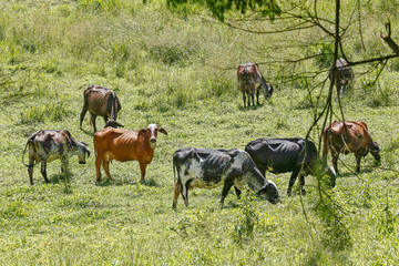 Cattle grazing on green grass hill