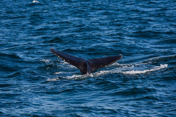 Fototapeta premium Icelandic whale