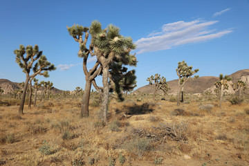 Fototapeta na wymiar Joshua Trees in Joshua Tree National Park. California. USA