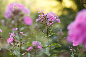 Purple phloxes flowers close up