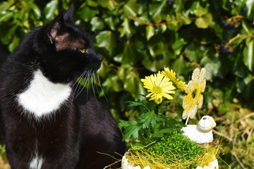 Nosy black and white tomcat sitting near yellow flowers and a white ceramic sheep in the sunny...