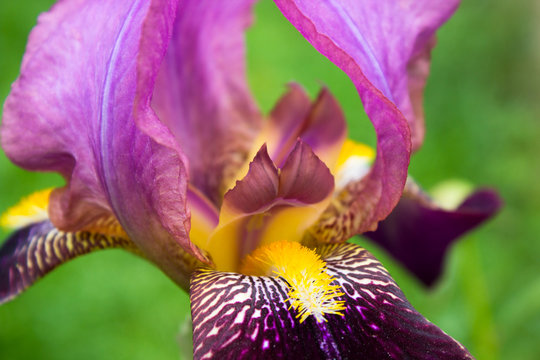 cultivar iris Beautiful