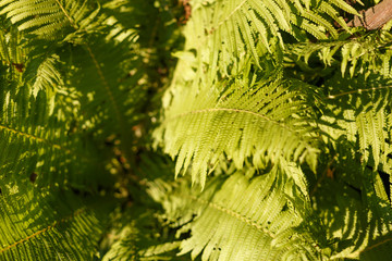 Ferns leaves in the garden