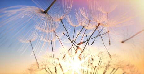 Obraz premium Dandelion zbliżenie letni wieczór