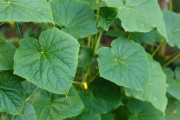 Cucumber bush in the garden bed