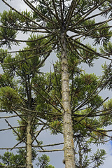 Brazilian pine forest