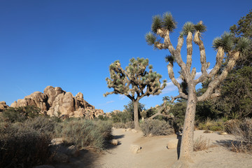 Joshua Trees in Joshua Tree National Park. California. USA