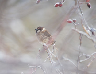 sparrow among the icy branches of wild rose in winter