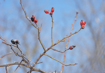 branch of a dogrose in the ice against a blue sky