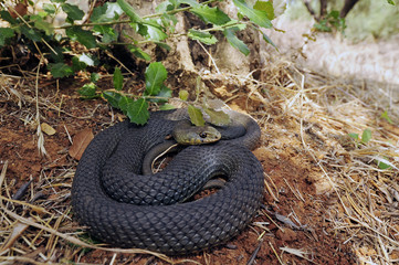Östliche Eidechsennatter (Malpolon insignitus) - Eastern Montpellier snake