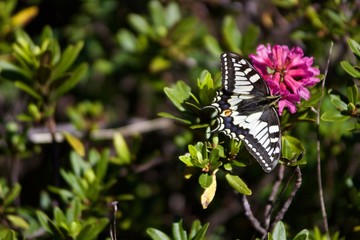 machaon sur un rhododendron en macro