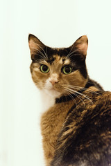 Calico Cat portrait