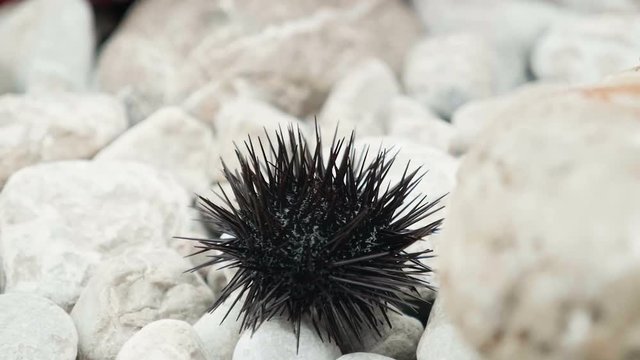 Sea urchin on a stone