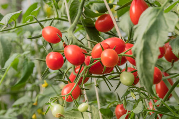 Obraz premium Fresh ripe tomatoes