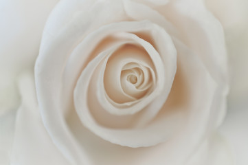 White rose closeup in soft macro background