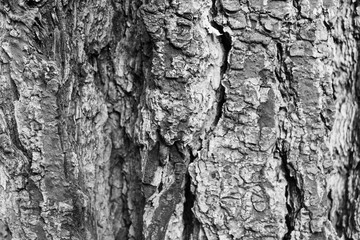 Trunk Wood Textured